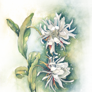 Edelweiss Plant