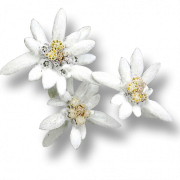 Edelweiss Plant PNG Cutout