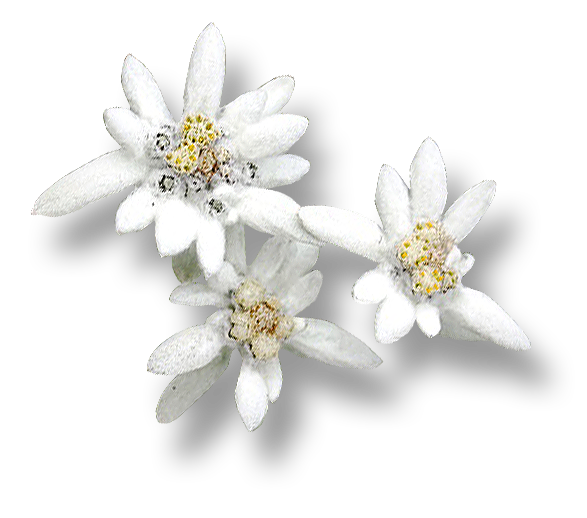 Edelweiss Plant PNG Cutout