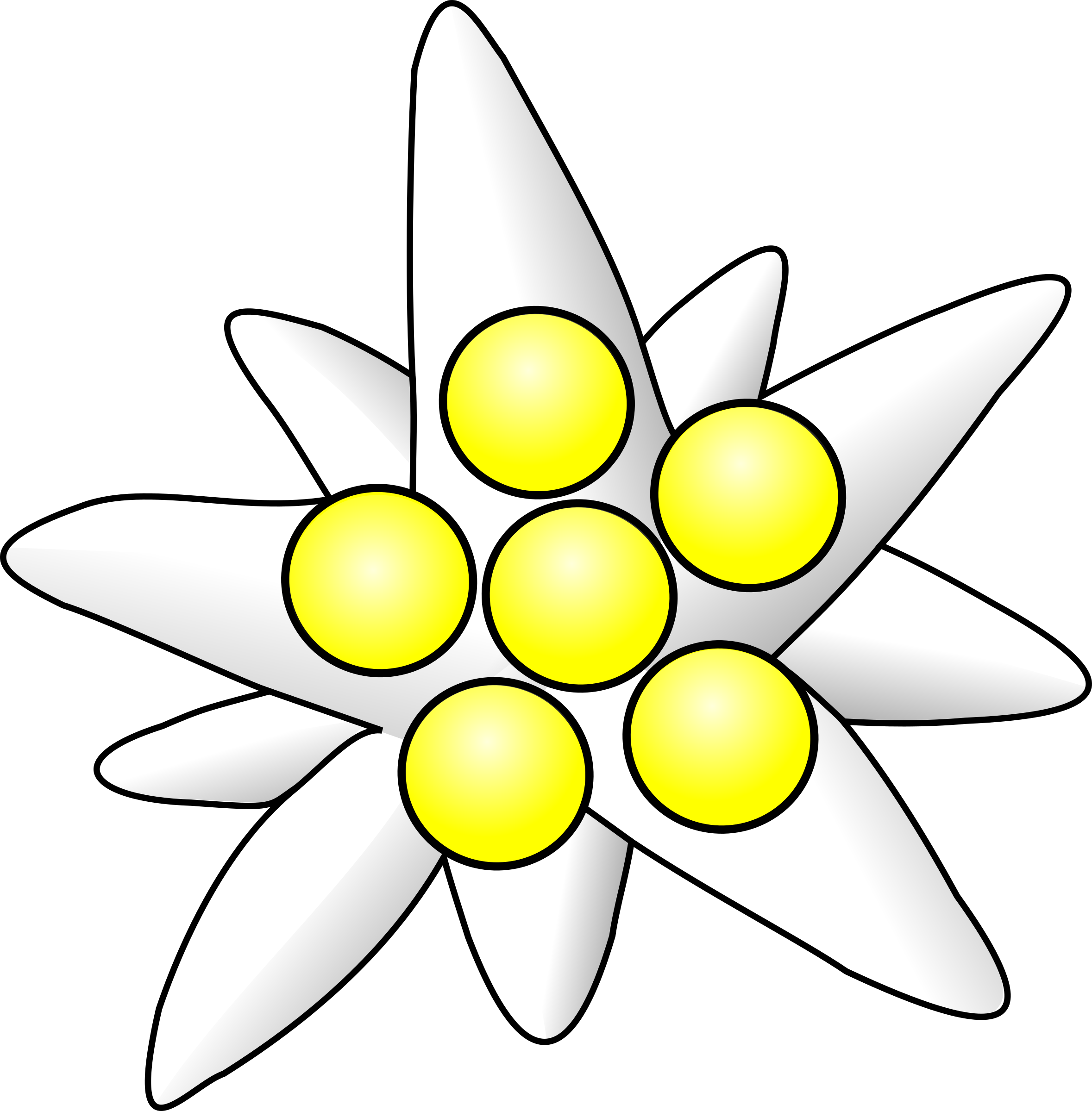 Edelweiss Plant PNG File