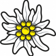 Edelweiss Plant PNG Free Image