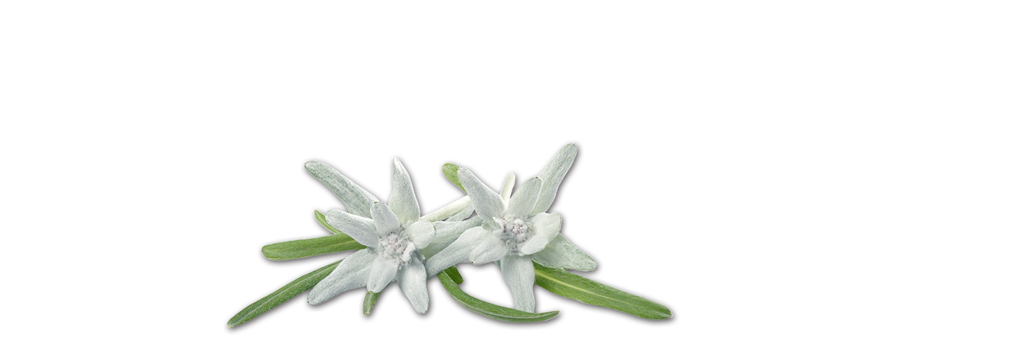 Edelweiss Plant PNG HD Image