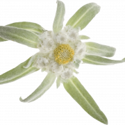 Edelweiss Plant PNG Image