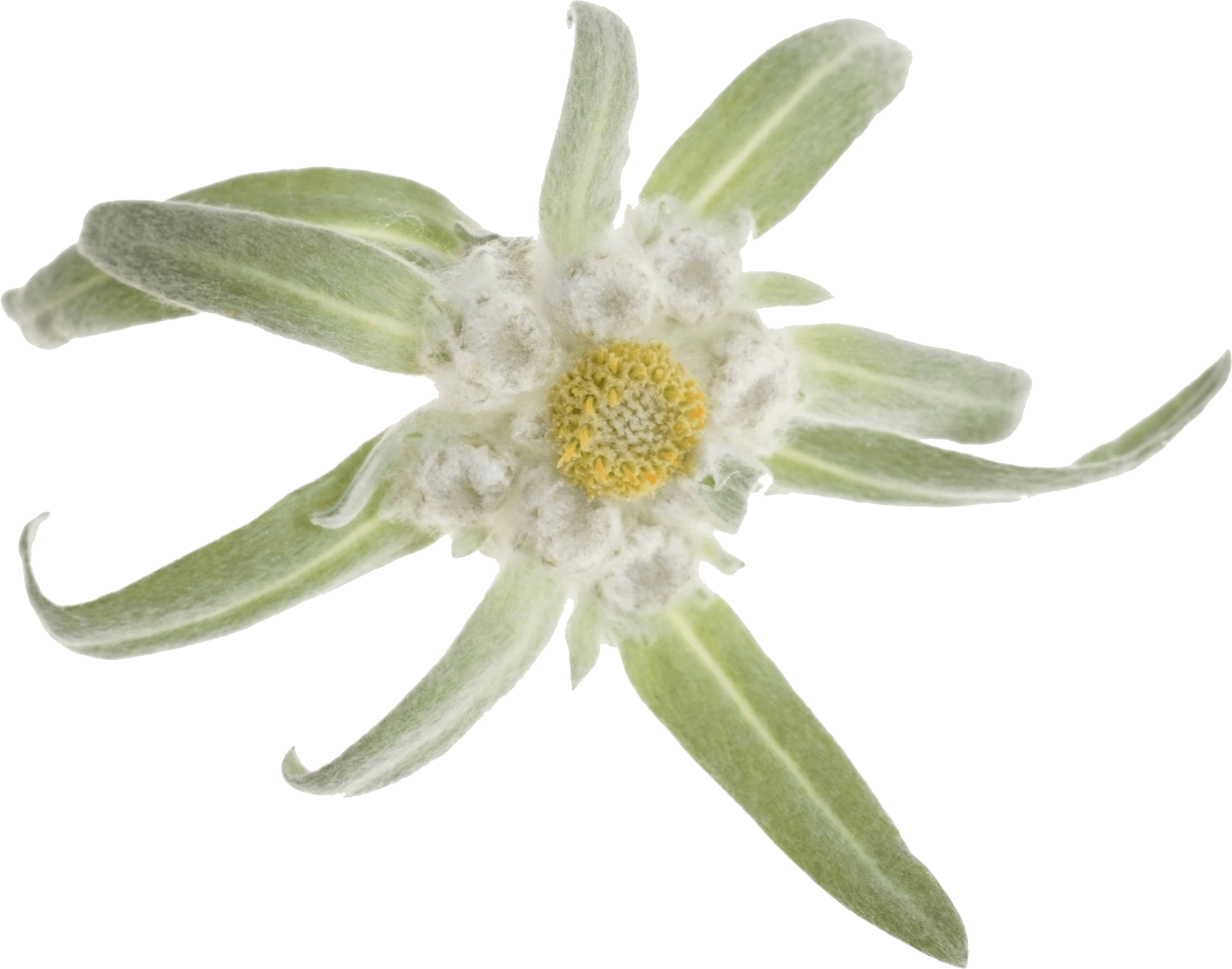 Image PNG de plante Edelweiss