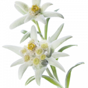 Edelweiss Plant PNG Photo