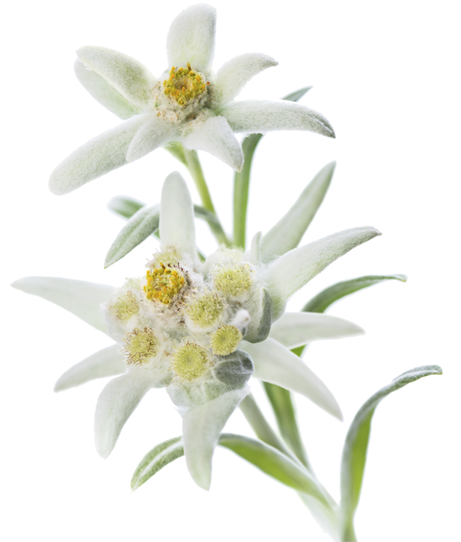 Edelweiss Plant PNG Photo