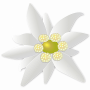Edelweiss Plant PNG Photos