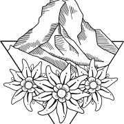 Edelweiss Plant PNG Pic