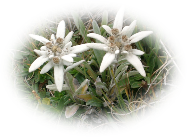 Edelweiss Plant PNG Picture