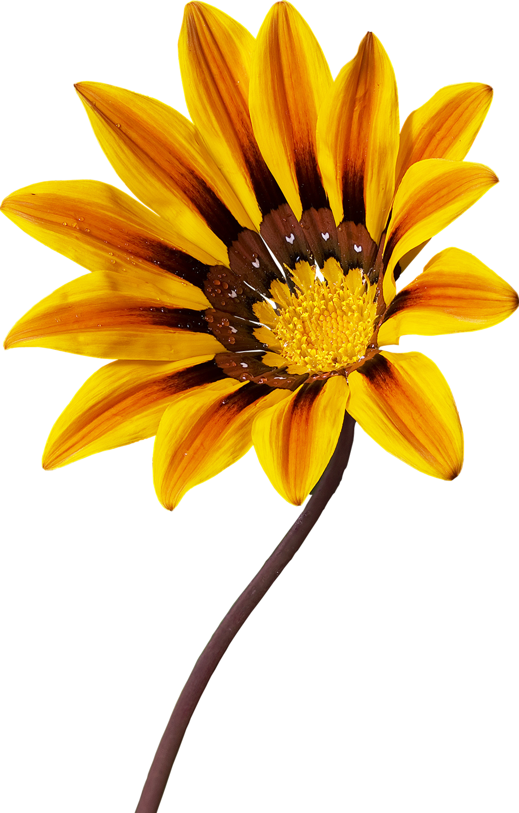 Gazania PNG Picture