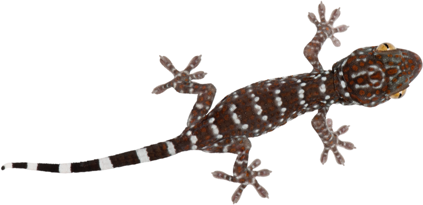 Gecko PNG Background