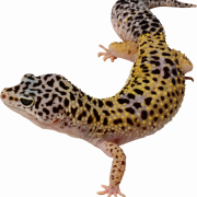 Gecko PNG découpe