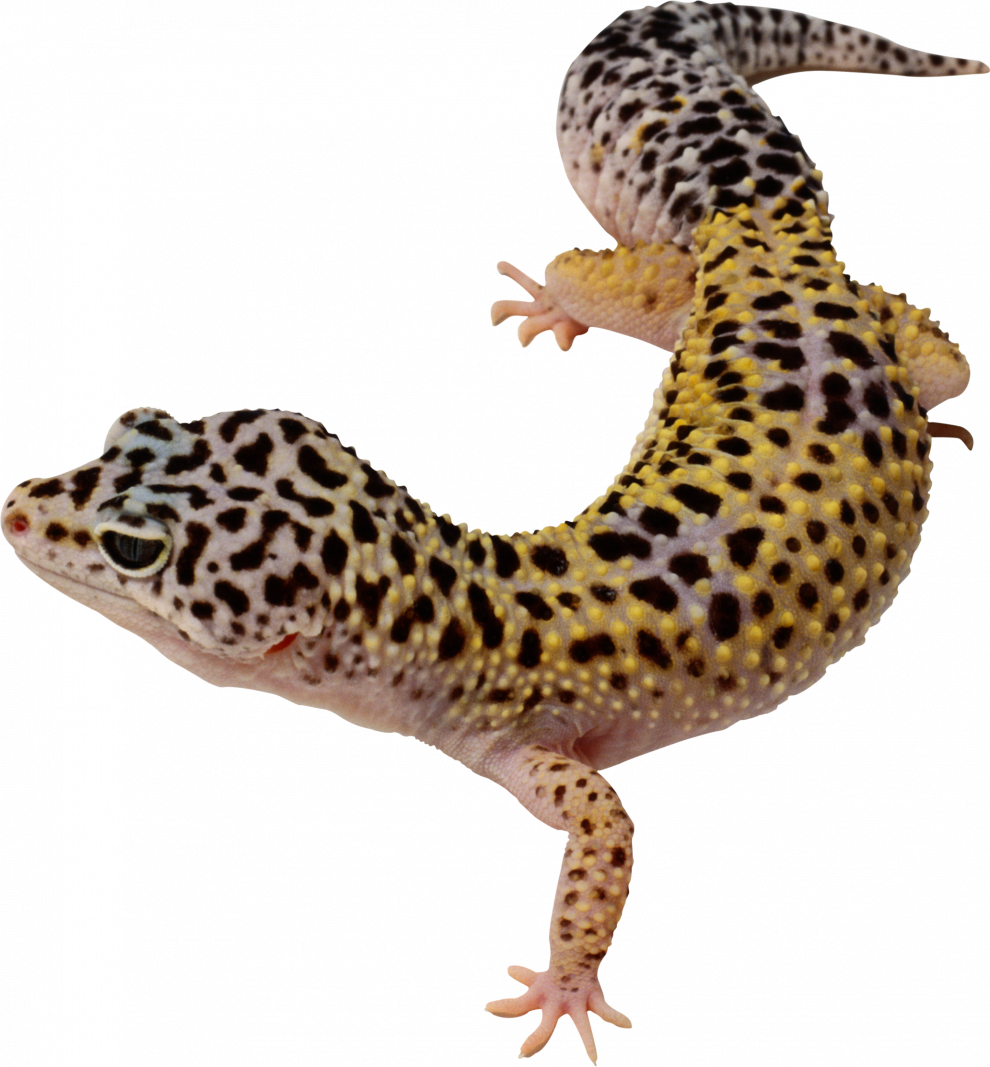 Gecko PNG découpe