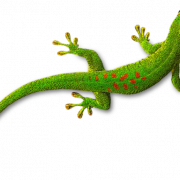 Бесплатное изображение Gecko Png