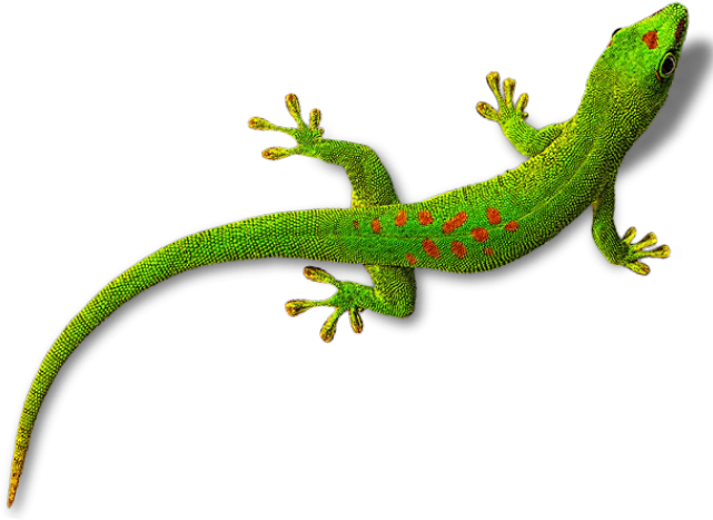 Gecko PNG Image gratuite