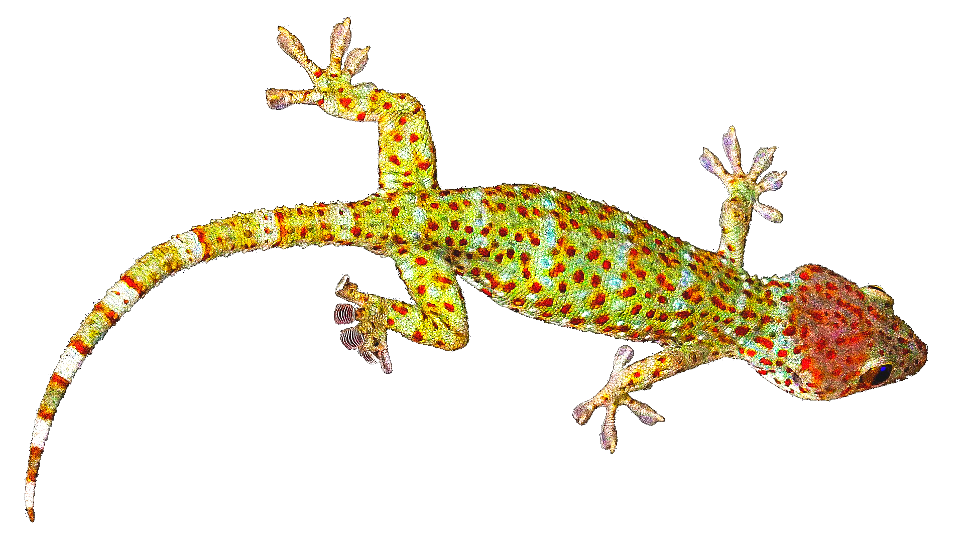 Gecko PNG Image File
