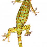 Gecko Png Image HD