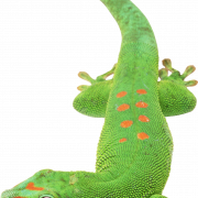 Gecko PNG -изображения