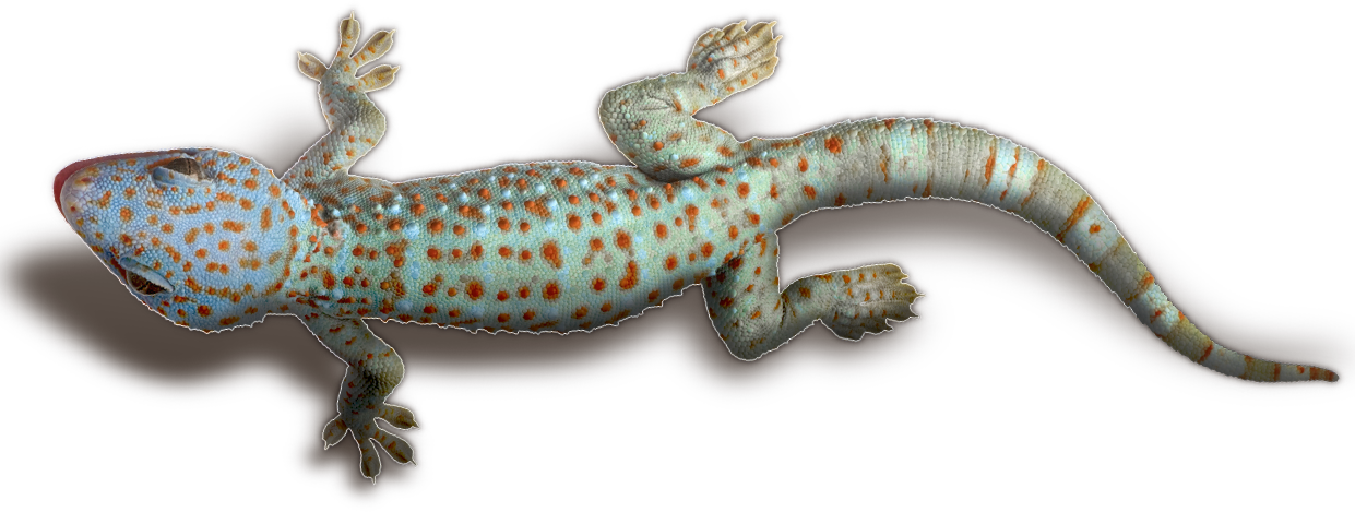 Gecko PNG Images HD
