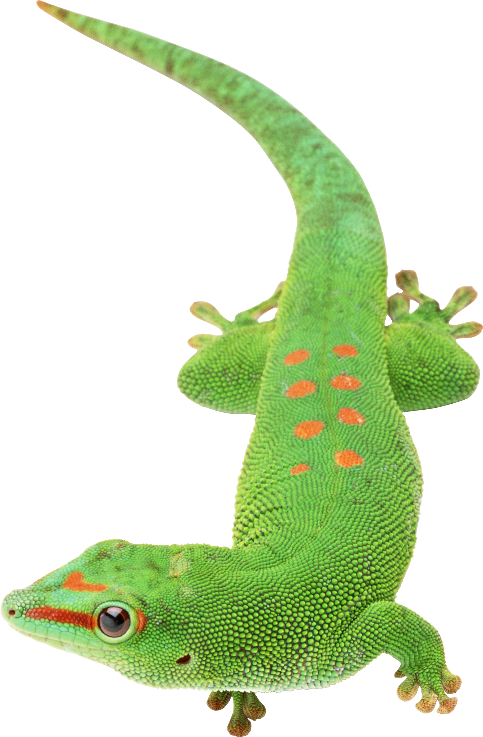 Gecko PNG Images