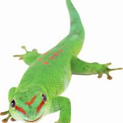 Gecko PNG Photo