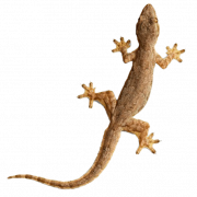 Image gecko PNG