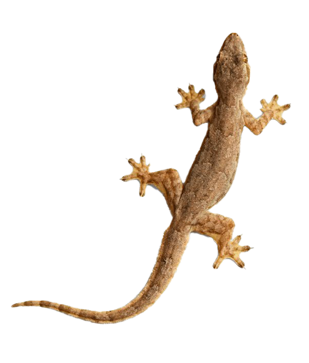 Gecko PNG Picture