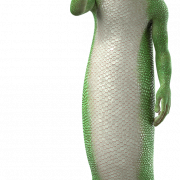 Gecko transparente