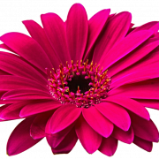Gerbera Çiçek Png Clipart