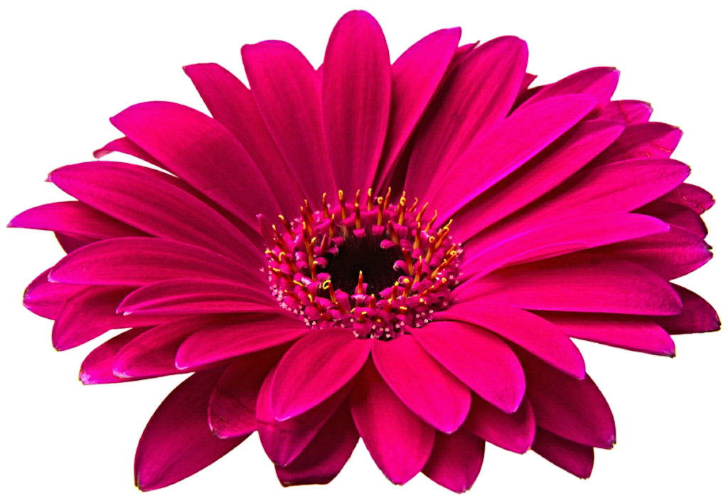 Gerbera Flower PNG Clipart