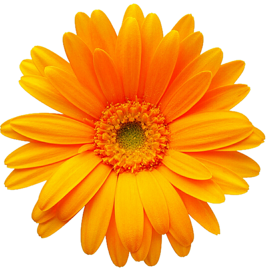 Gerbera Blume PNG Ausschnitt