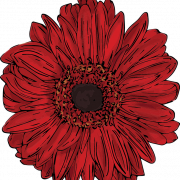 Цветок Гербера PNG изображение