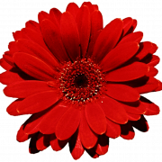 Gerbera Flower PNG Bild HD