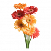 Gerbera Flower PNG -afbeeldingen