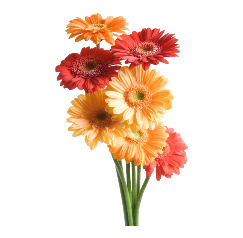 Gerbera Flower PNG Images