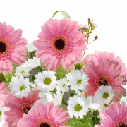 Gerbera Flower PNG -fotos