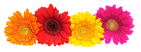 Gerbera Flower PNG Pic