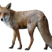 Jackal Wilderness PNG Picture
