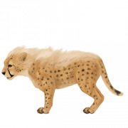Jaguar -Tier