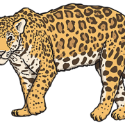 Jaguar dierenachtergrond PNG