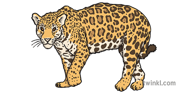 Jaguar Animal Background PNG