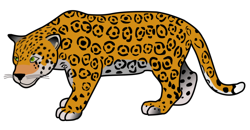 Jaguar Hayvan Png arka planı