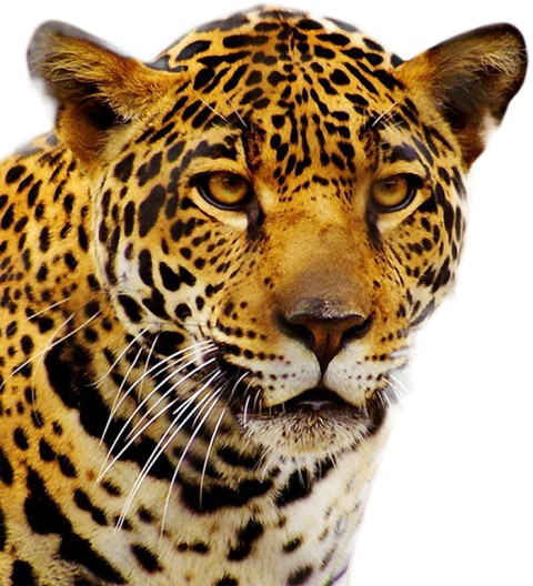 Jaguar Animal PNG Clipart