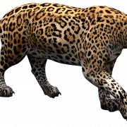 Recutada de png de animal Jaguar