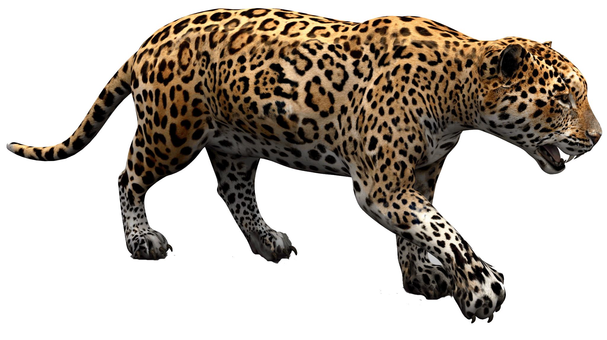 Recutada de png de animal Jaguar