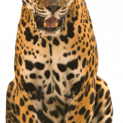 Jaguar dier png gratis afbeelding