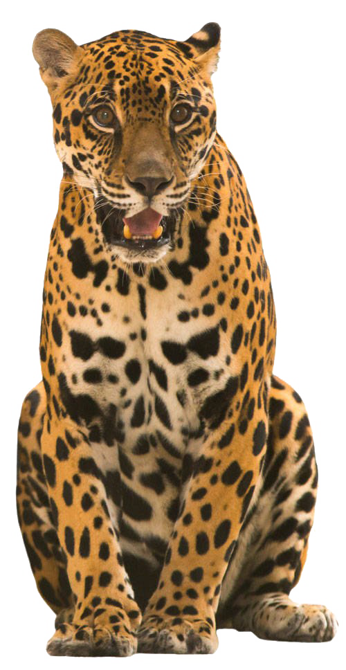 Jaguar Animal PNG Free Image