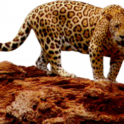 Jaguar animal png hd imagen