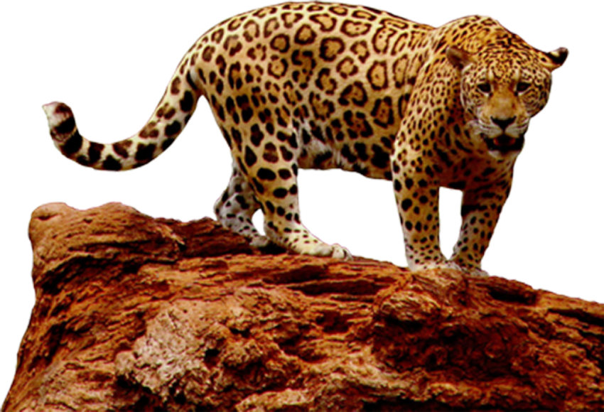 Jaguar Animal PNG HD Image