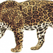 Arquivo de imagem PNG de animais Jaguar